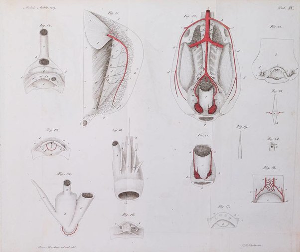 Archiv fur Anatomie und Physiologie