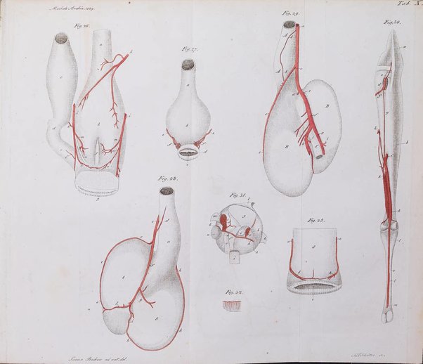 Archiv fur Anatomie und Physiologie