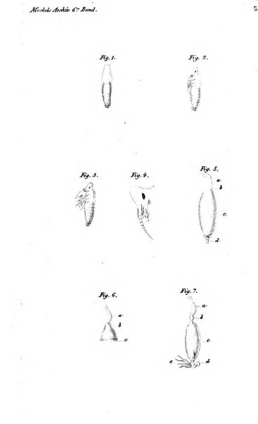 Archiv fur Anatomie und Physiologie