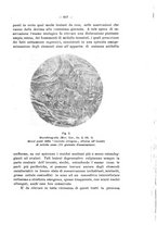 giornale/PAL0088018/1929/unico/00000661