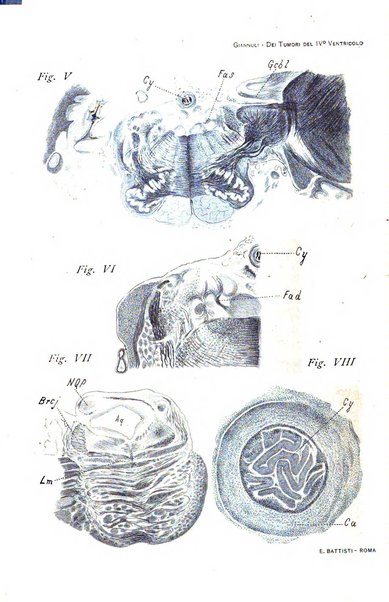 Rivista sperimentale di freniatria e medicina legale delle alienazioni mentali organo della Società freniatrica italiana