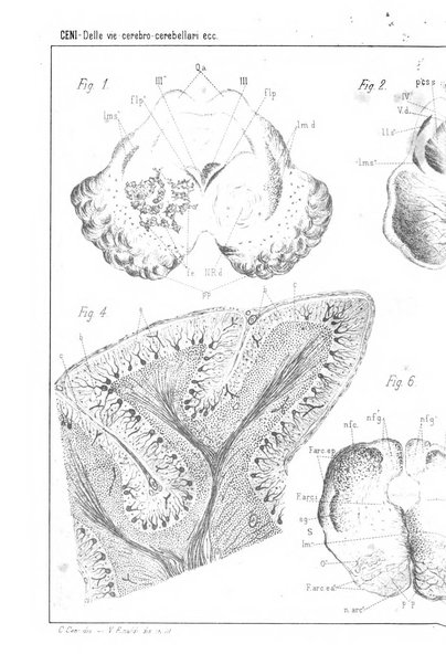 Rivista sperimentale di freniatria e medicina legale delle alienazioni mentali organo della Società freniatrica italiana