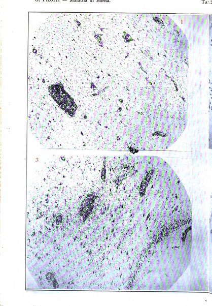 Rivista sperimentale di freniatria e medicina legale delle alienazioni mentali organo della Società freniatrica italiana