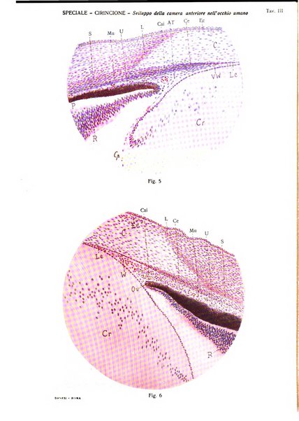 Annali di ottalmologia e clinica oculistica