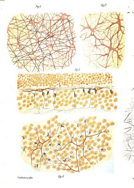 Annali di ottalmologia e clinica oculistica