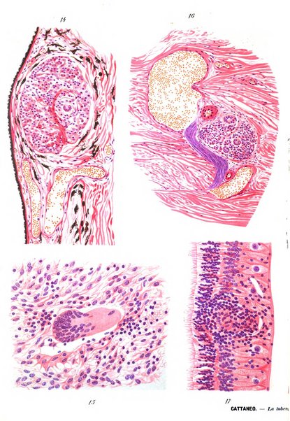 Annali di ottalmologia e clinica oculistica