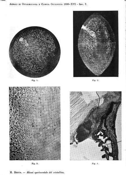 Annali di ottalmologia e clinica oculistica