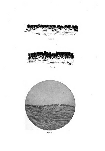 Annali di ostetricia e ginecologia