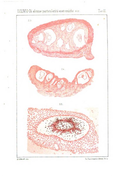 Annali di ostetricia e ginecologia