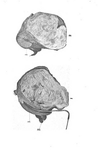 Annali di ostetricia e ginecologia