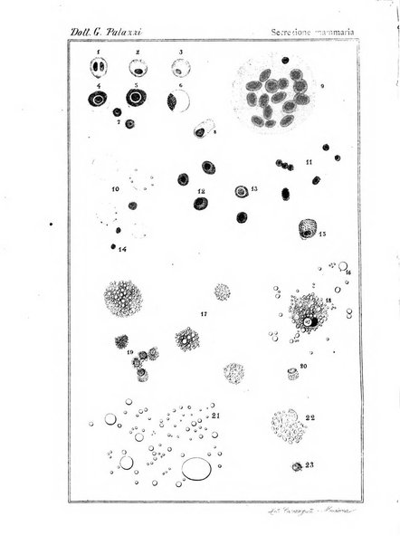 Annali di ostetricia e ginecologia