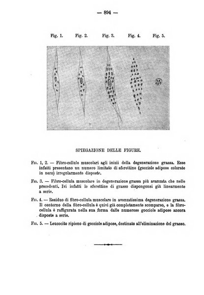 Annali di ostetricia e ginecologia