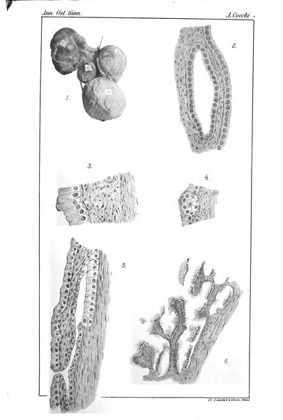 Annali di ostetricia e ginecologia