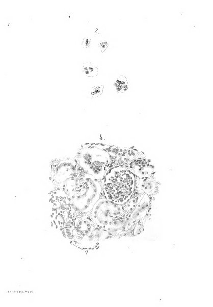 Annali di ostetricia e ginecologia