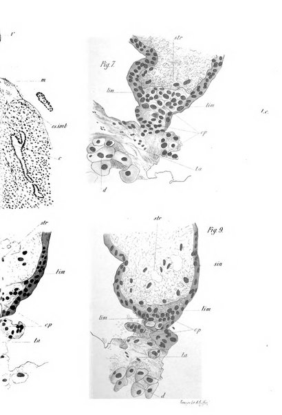 Annali di ostetricia e ginecologia