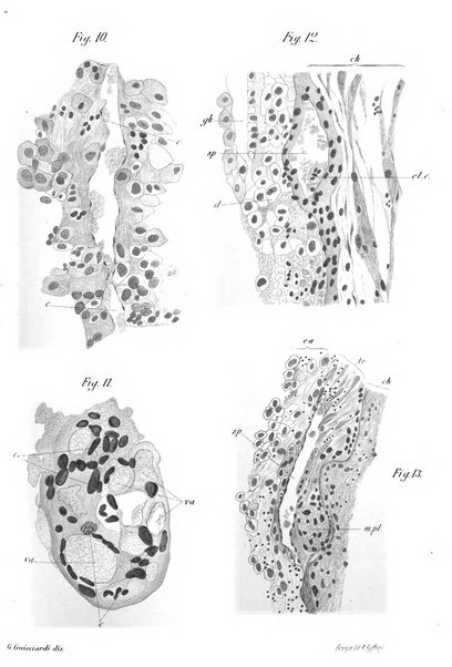 Annali di ostetricia e ginecologia