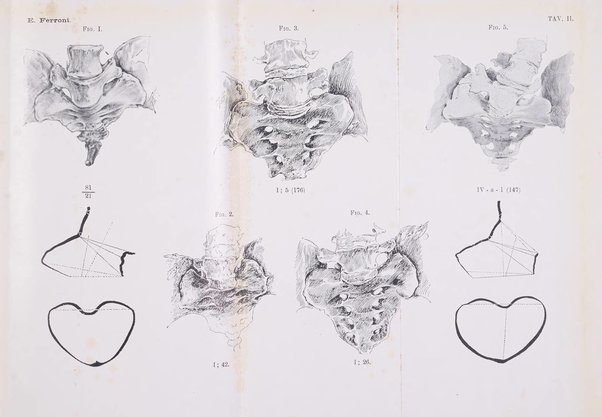 Annali di ostetricia e ginecologia