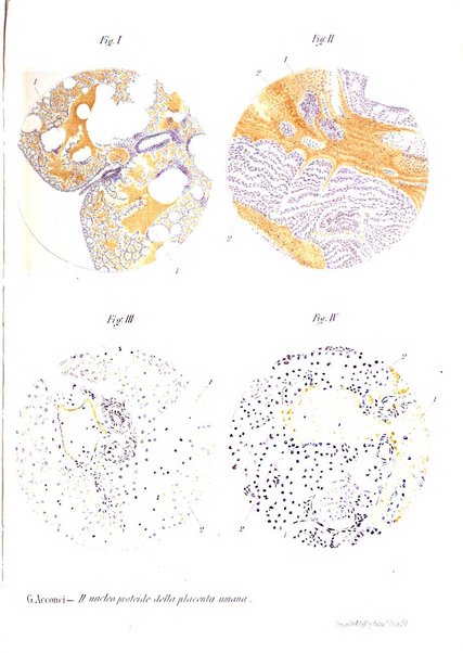 Annali di ostetricia e ginecologia