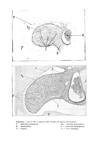 Annali di ostetricia e ginecologia