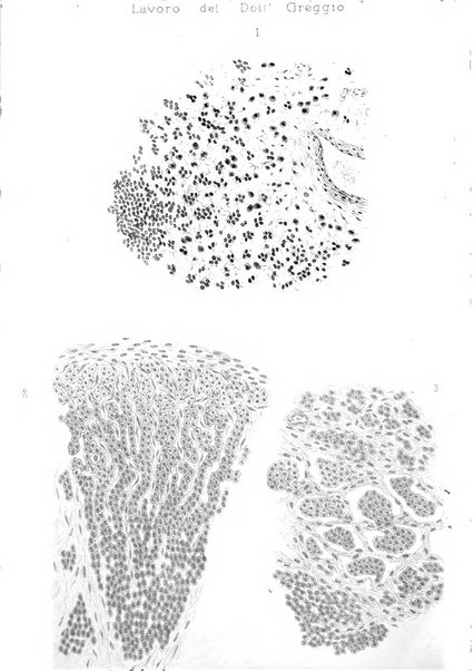 Annali di ostetricia e ginecologia