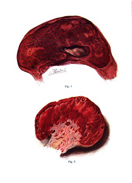 Annali di ostetricia e ginecologia