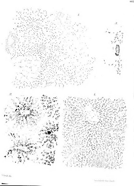 Annali di ostetricia e ginecologia