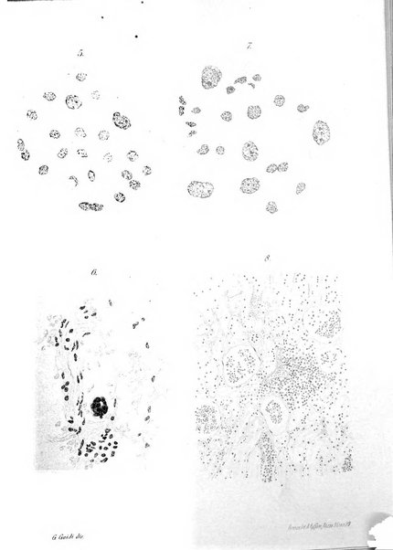 Annali di ostetricia e ginecologia