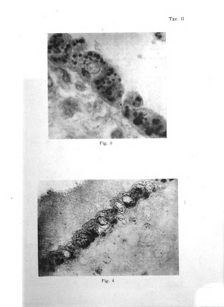 Annali di ostetricia e ginecologia