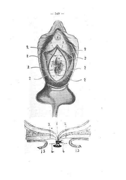 Annali di ostetricia e ginecologia