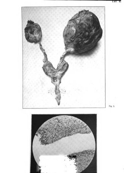 Annali di ostetricia e ginecologia