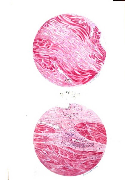 Annali di ostetricia e ginecologia