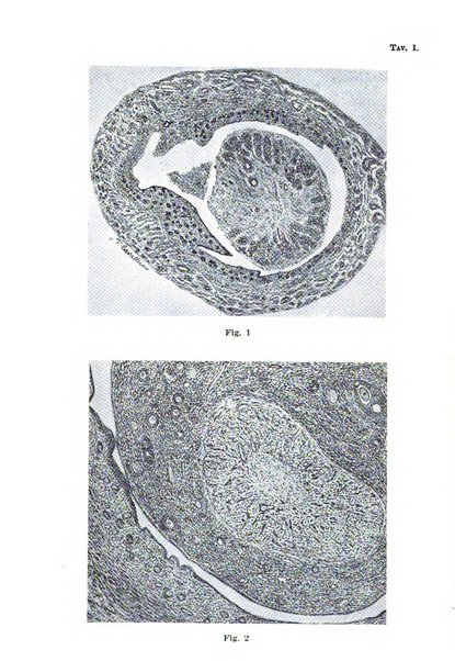 Annali di ostetricia e ginecologia