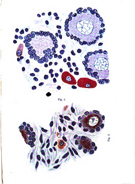 Annali di ostetricia e ginecologia