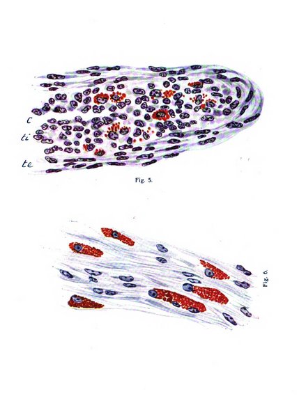 Annali di ostetricia e ginecologia