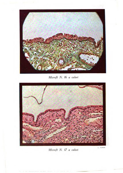 Annali di ostetricia e ginecologia