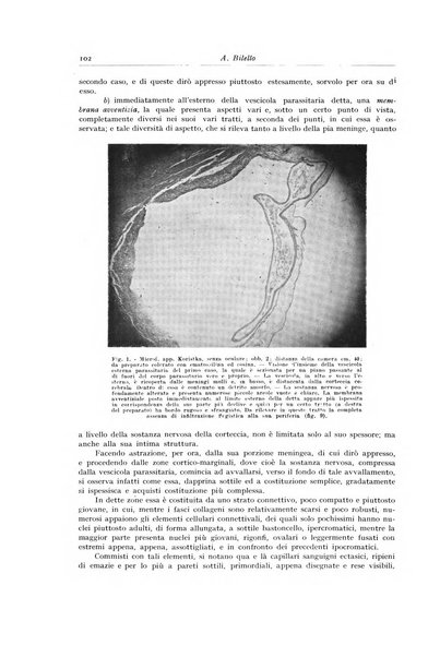 Archivio italiano di anatomia e istologia patologica