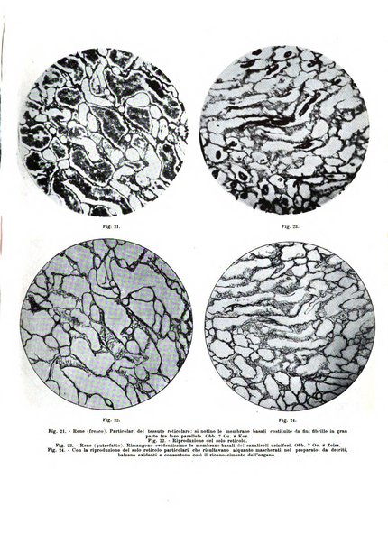 Archivio italiano di anatomia e istologia patologica