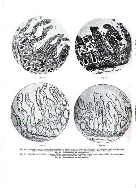 Archivio italiano di anatomia e istologia patologica