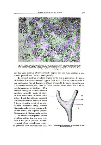 Archivio italiano di anatomia e istologia patologica