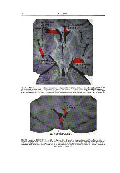 Archivio italiano di anatomia e istologia patologica