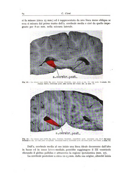 Archivio italiano di anatomia e istologia patologica