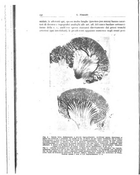 Archivio italiano di anatomia e istologia patologica