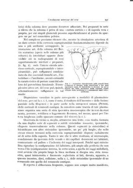 Archivio italiano di anatomia e istologia patologica