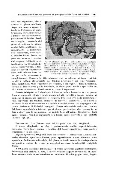 Archivio italiano di chirurgia