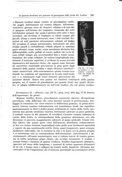 Archivio italiano di chirurgia