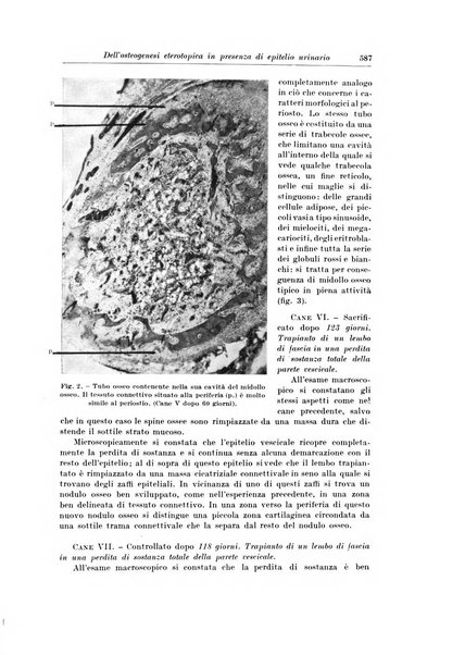 Archivio italiano di chirurgia