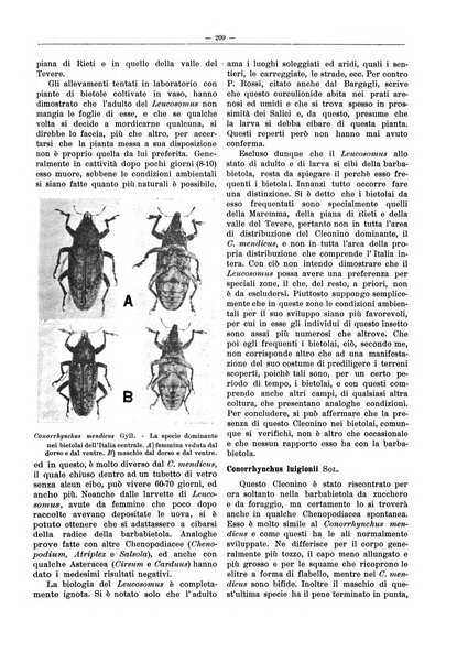 L'industria saccarifera italiana Bollettino mensile del Consorzio nazionale produttori zucchero e dell'Associazione italiana delle industrie dello zucchero e dell'alcool