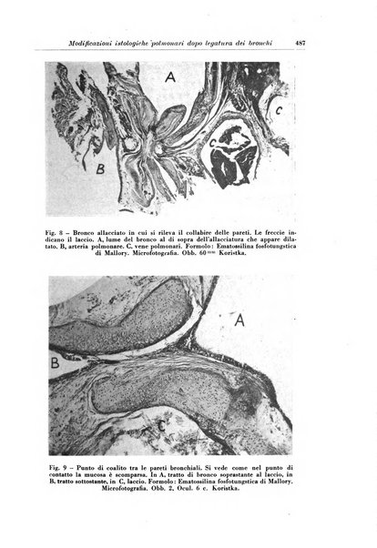 Rivista di patologia e clinica della tubercolosi organo ufficiale della Società italiana fascista di studi scientifici sulla tubercolosi