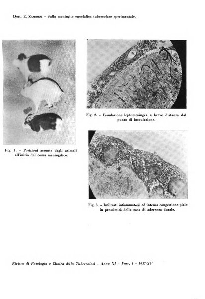 Rivista di patologia e clinica della tubercolosi organo ufficiale della Società italiana fascista di studi scientifici sulla tubercolosi