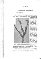 giornale/PUV0112468/1901/unico/00001098